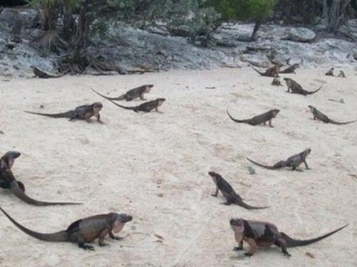Seeing Friendly Iguanas