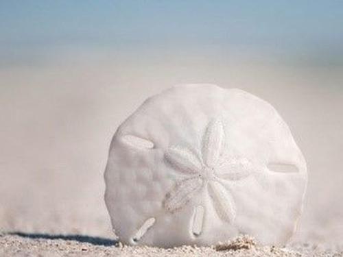 Seeking Sand Dollars