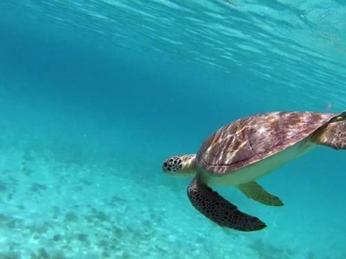 Snorkeling For Fish And Sea Turtles