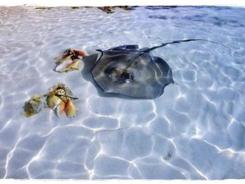 Searching For Sting Rays