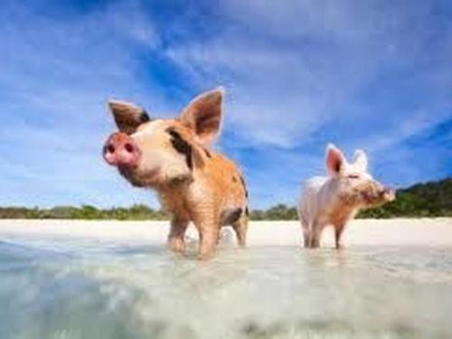 Swimming With Pigs