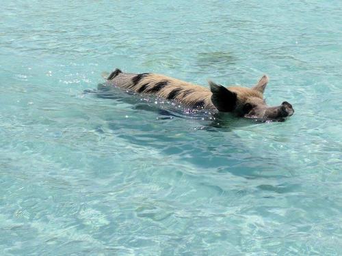 The Chat N’ Chill Beach Bar