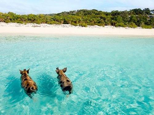 The Swimming Pigs