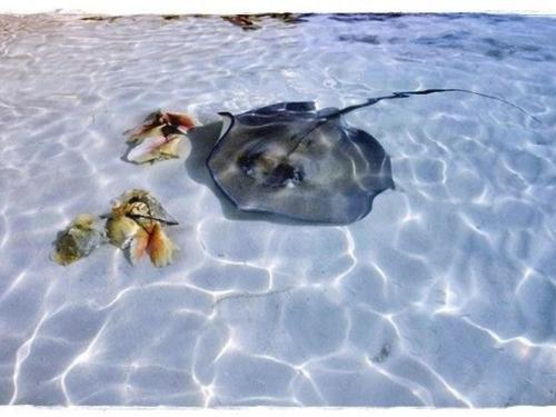 Swum With Stingrays