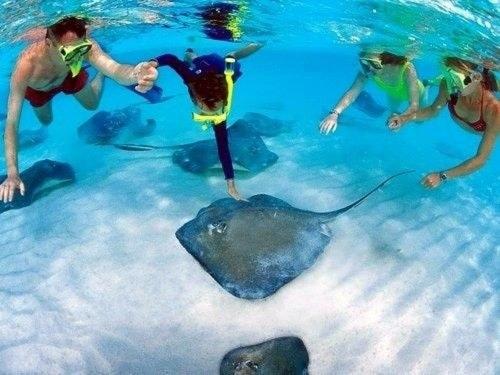 String Rays At Exuma