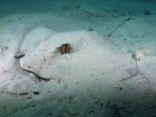 Friendly String Rays