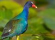 Hideaway Bird Watching