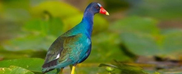 Hideaway Bird Watching