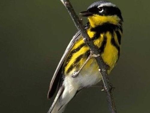 Exuma’s Birds