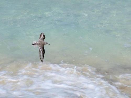 Bird Watching Guides