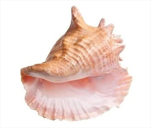 Farmer’s Cay Conch Jamboree