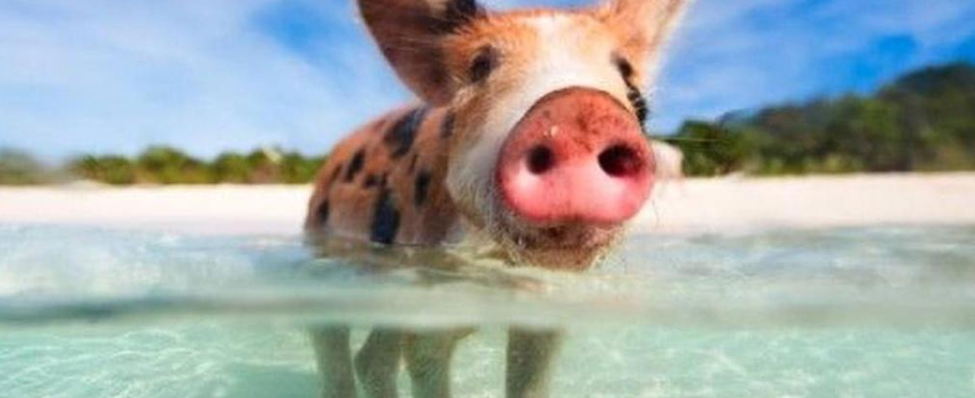 unique-exursion Pig Island